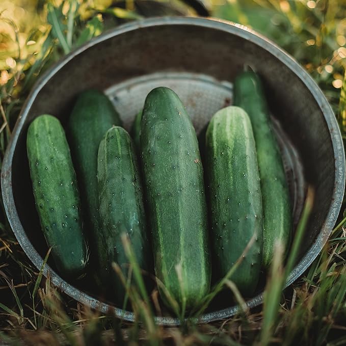 Straight Eight Cucumber - 25 Seeds - Heirloom & Open-Pollinated Variety, USA-Grown, Non-GMO Vegetable Seeds for Planting Indoors or Outdoors in The Home Garden, Thresh Seed Company
