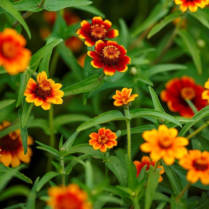 Eden Brothers Mexican Zinnia Seeds - Persian Carpet, Non-GMO Seeds for Planting, Packet | Low-Maintenance Flower Seeds, Plant During Spring, Zones 3, 4, 5, 6, 7, 8, 9, 10