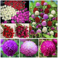 1000+ Globe Amaranth Seeds for PlantingAmaranth Gomphrena Pom Pom Flower Seeds Non-GMO Heirloom Plant Seeds Garden Outdoor
