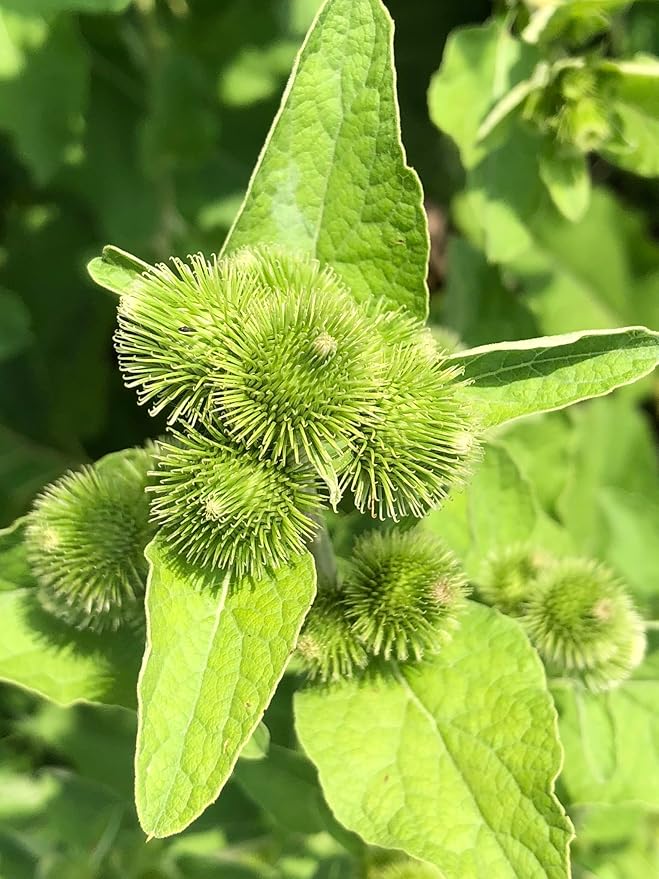 Organic Burdock Seeds (Arctium lappa) 100 Seeds (1 Grams) - Bardane, Beggar's Buttons, Edible Burdock, GOBO, Great Burdock, Greater Burdock, Lappa, Snake's Rhubarb, Thorny Burr by Smoke Camp Crafts