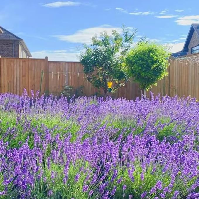 1000 Lavender Seeds – Non-GMO Heirloom Flower Seeds for Planting, Fragrant Blooms for Outdoor Gardens & Borders