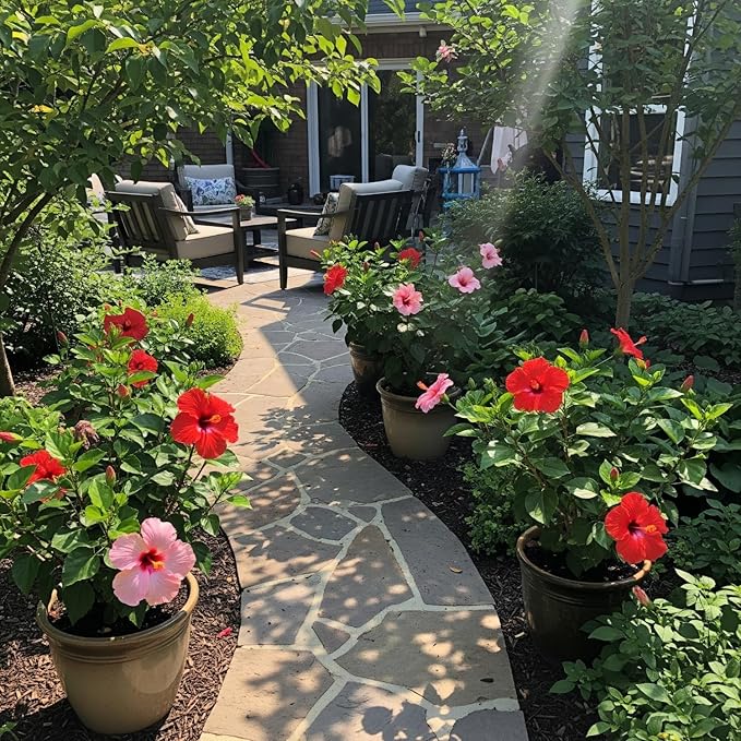 100 Hibiscus Seeds for Planting Perennial Flower Seeds for Outdoor Garden Tropical Hibiscus Flowers to Attract Pollinators Colorful Blooming Flower Seeds