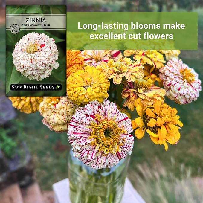 Sow Right Seeds - Peppermint Stick Zinnia Seeds for Planting - Non-GMO Heirloom Packet to Plant & Grow an Outdoor Home Flower Garden - Beautiful, Giant Double Blooms to Cut and Come Again - Annual (1)