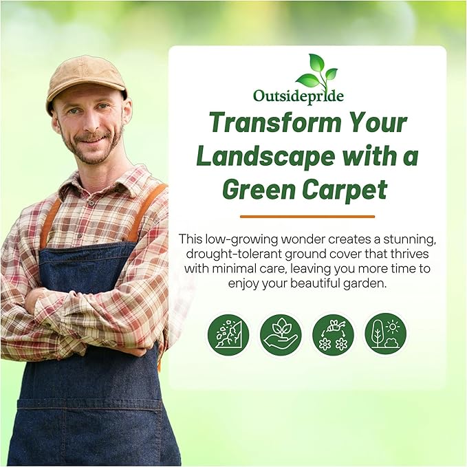 Outsidepride Green Carpet Herniaria Glabra Seeds - 10,000 Pcs Perennial, Drought-Tolerant, Low-Maintenance Ground Cover Seeds for Planting, Hardy Green Carpet for Landscaping & Erosion Control