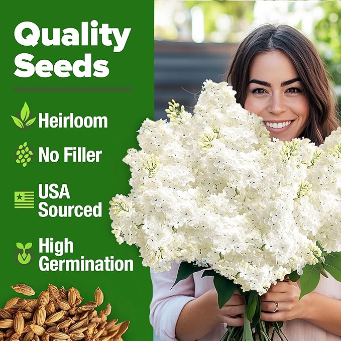 HOME GROWN Flower & Herb Seed Trio – 1,000+ 𝗡𝗢𝗡-𝗚𝗠𝗢 -𝗦𝗢𝗨𝗥𝗖𝗘𝗗 Seeds: White Lilac, Aubrieta Rock Cress & Dandelion – Heirloom 𝗨𝗦𝗔-Grown for Pollinators, Ground Cover & Medicinal Uses