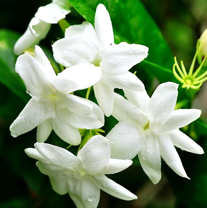 5g pcs Climbing Jasmine Flower Seeds Fragrant Plant for Planting Garden Home Four Seasons Evergreen Silver Jasmine Garden Balcony Climbing Non-GMO