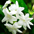 5g pcs Climbing Jasmine Flower Seeds Fragrant Plant for Planting Garden Home Four Seasons Evergreen Silver Jasmine Garden Balcony Climbing Non-GMO