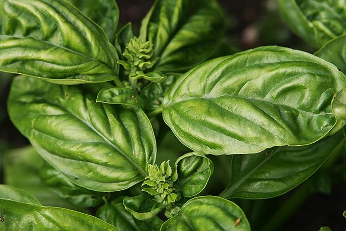 Basil Seed-Large Italian Leaf,100 Count COOL BEANS n SPROUTS Brand. Home Gardening
