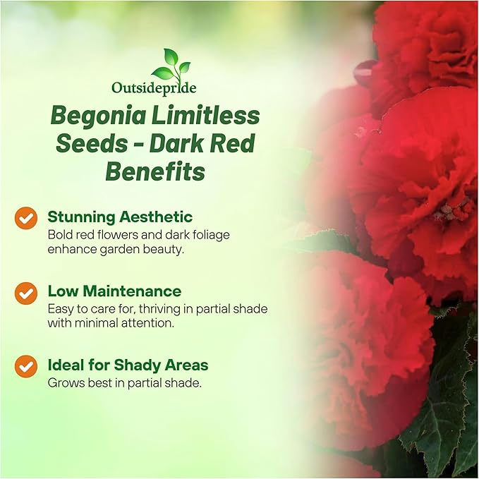 Outsidepride Dark Red Limitless Begonia Seeds for Planting - 25 Pcs Perennial Flower Seeds with Large Blooms, Arching & Pendulous Growth Habit, for Containers, Hanging Baskets, or Landscape Plantings
