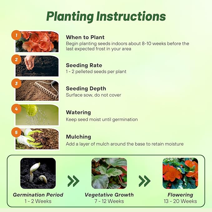 Outsidepride Orange Limitless Begonia Seeds for Planting - 25 Pcs Perennial Flower Seeds with Large Blooms, Arching & Pendulous Growth Habit, for Containers, Hanging Baskets, or Landscape Plantings