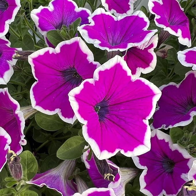 Rare Petunia Seeds for Planting - 300+ Beautiful Perennial Petunia Seeds Heirloom Flowers- High Germination Rate Open Pollinated