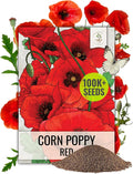 Seed Needs Corn Poppy Seeds for Planting Wildflower Seeds | Papaver Rhoeas Annual Flower Seed Red Blooms | Produces Red Prolific Blooms an American Summer Favorite | Bulk