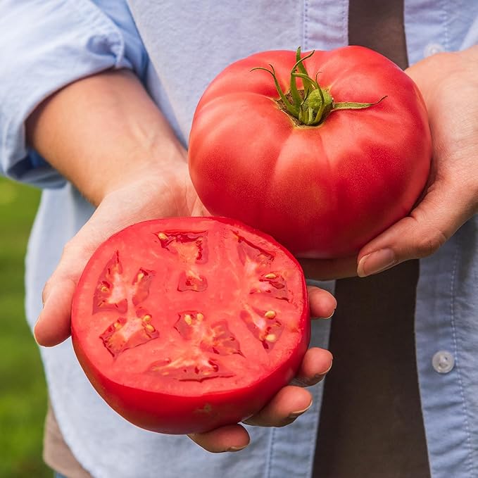 Burpee 'Medium Rare Hybrid' Tomato Seeds for Planting - Non-GMO, Indeterminate, Pink Beefsteak Slicing Tomato, 35mg Seed Packet for Home Garden