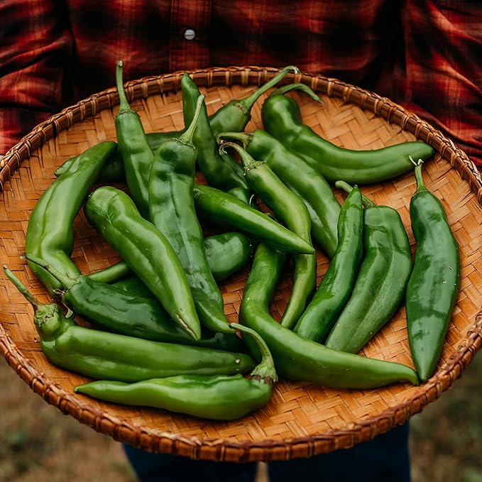 Hatch Green Chile Pepper - 25 Seeds - Heirloom & Open-Pollinated Variety, USA-Grown Chili Seeds, Non-GMO Vegetable Seeds for Planting Outdoors in The Home Garden, Thresh Seed Company