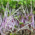 Triton Purple Radish Sprouting Seeds - 5 Lb Bulk Seed - Non-GMO Purple, Red, Green Sprouts- Sprout and Microgreen Radishes