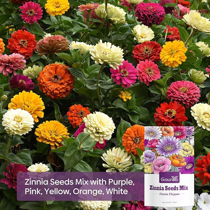Zinnia Seeds Mix, 1 Oz, Over 3,000 Flowers Seeds, 5 Varieties (Pink, Yellow, Orange, White, Purple), Mixed Colors and Large Blooms,Open Pollinated - Bulk