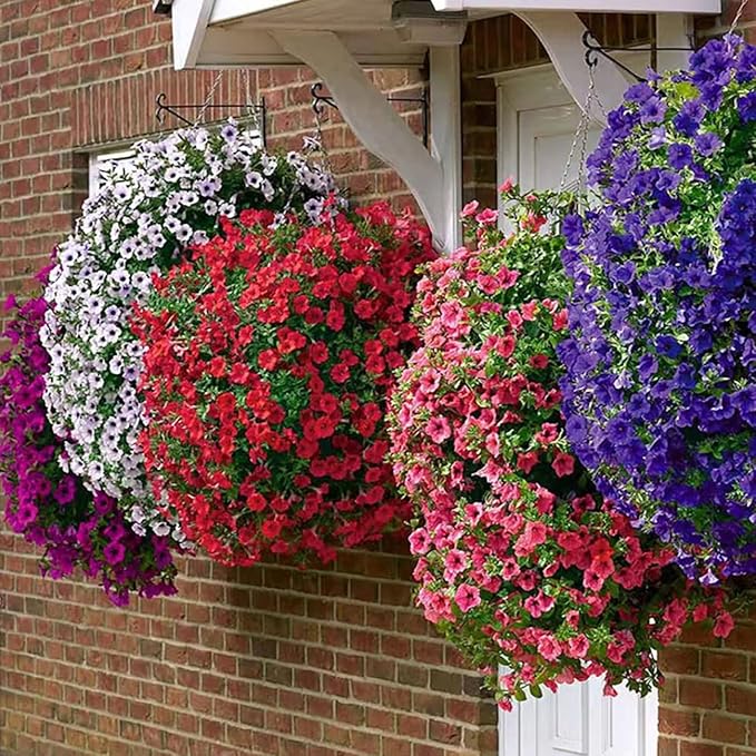 5100+ Petunia Seeds Grandiflora Flowers Mixed Rainbow Color for Bonsai Planting Home Garden House Plant Flower Seed Mix Color