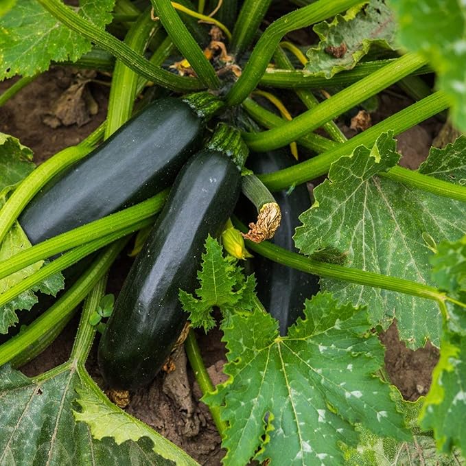 The Old Farmer's Almanac Heirloom Summer Squash Seeds (Black Beauty Zucchini) - Approx 50 Seeds - Non-GMO, Open Pollinated, USA Origin