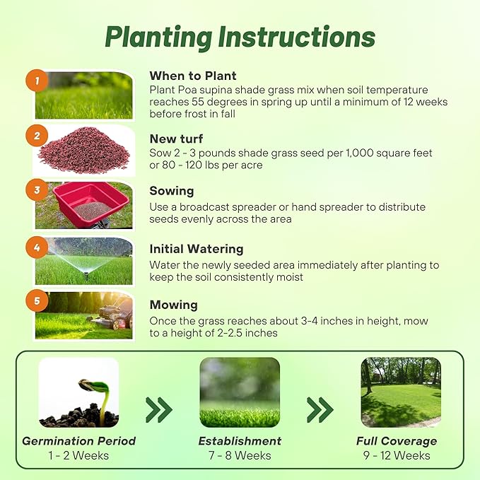 Outsidepride 1 Lb Supranova Shade Grass Mix of POA Supina & Rough Bluegrass - Shade Tolerant Grass Seed for Golf Courses, Athletic Fields, & Outdoor Lawns, OptiGrowth Coated for Seed Enhancement