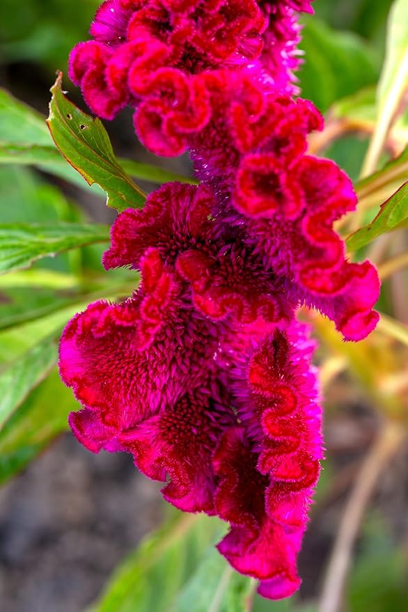 Seeds Cockscomb 200+ Seeds to Grow Celosia Cristata Celosia Argentea VAR. Cristata Velvet Flower Exotic Annual Plant Multicolor Mix