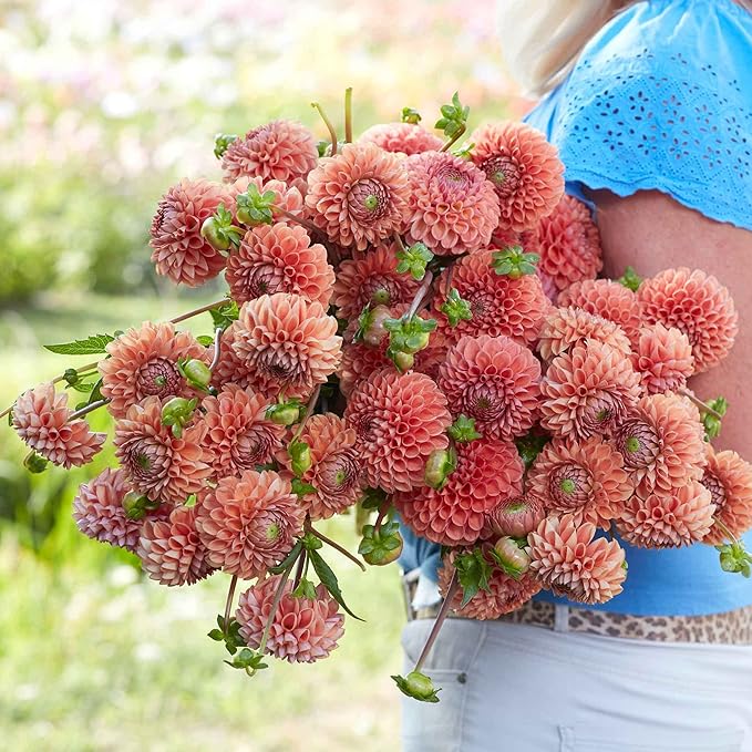 Eden Brothers Dahlia Bulbs (Ball) - Cornel Bronze, Non-GMO Bulbs for Planting, 2 Bulbs | Low-Maintenance Flower Bulbs, Plant During Spring, Zones 8, 9, 10, 11
