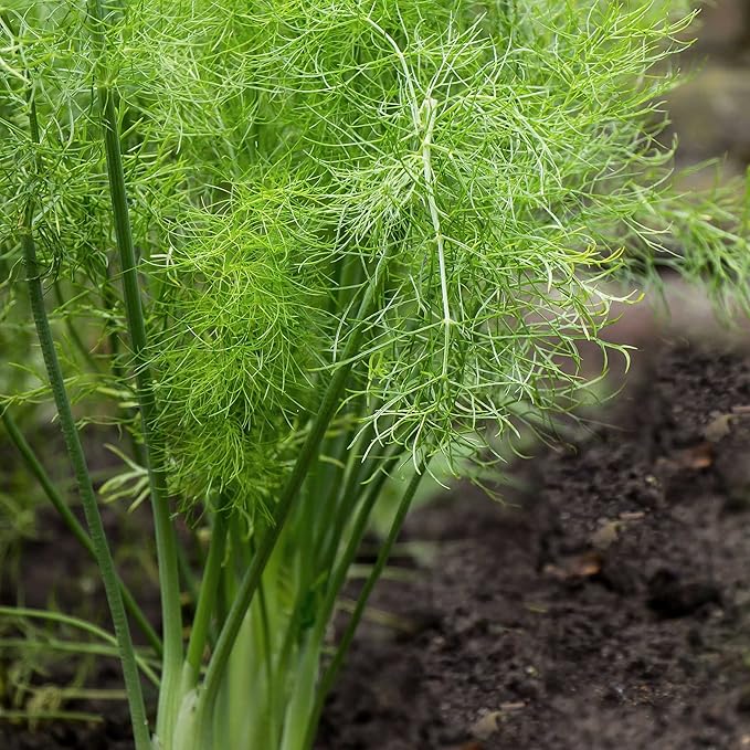 Eden Brothers Fennel Seeds