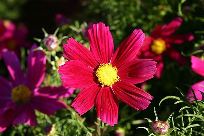 Dwarf Red Cosmos Flower Seeds for Planting, 100+ Heirloom Seeds Per Packet, (Isla's Garden Seeds), Non GMO Seeds, Scientific Name: Cosmos Bipinnatus, Great Home Flower Garden Gift