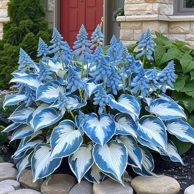 200+ Hosta Seeds Heart-Shaped Hosta Bare Roots - Rich Foliage, Low Maintenance, Heart Shaped Leaves