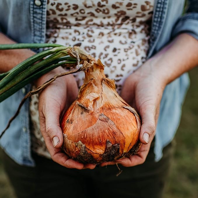 Ailsa Craig Heirloom Yellow Onion - 50 Seeds - Heirloom Long-Day Variety, Non-GMO Sweet Onion Seeds for Planting Outdoors in The Home Garden, Thresh Seed Company