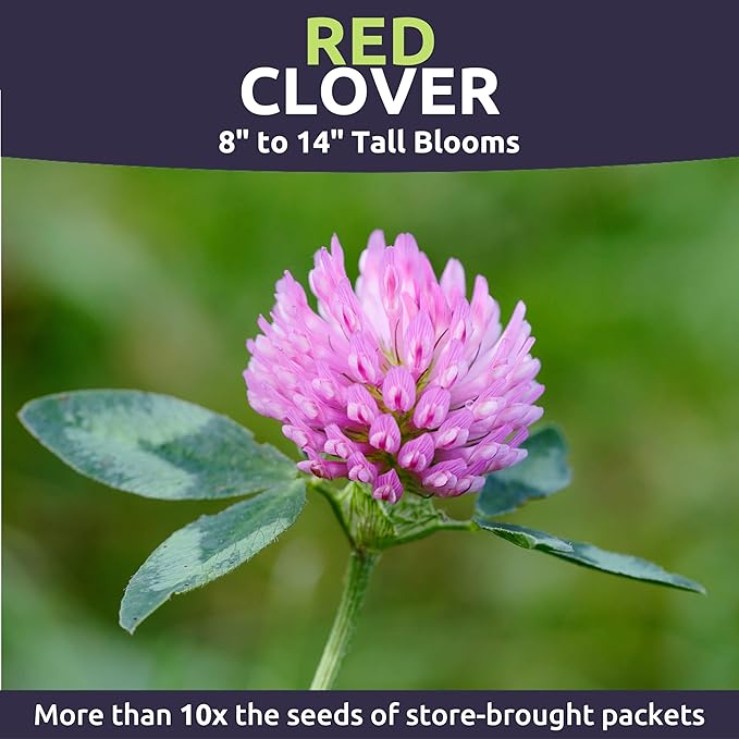 Red Clover - Large 1 Ounce Packet - 15,000 Flower Seeds for Planting - Trifolium pratense