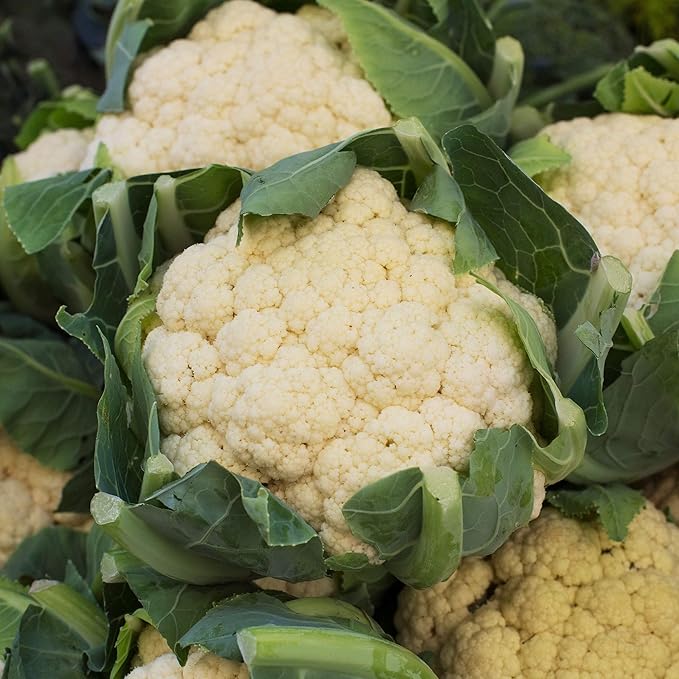 Cauliflower Seeds - All Year Round - 1 Oz ~9,000 Seeds - Brassica oleracea VAR. botrytis - Farm & Garden Vegetable Gardening & Microgreens Seed - Non-GMO, Heirloom, Open Pollinated, Annual