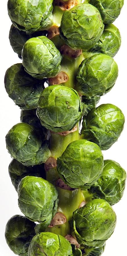 500 Brussel Sprout Seeds for Planting – Catskill (Heirloom, Non-GMO) – USA Grown Vegetable Seeds