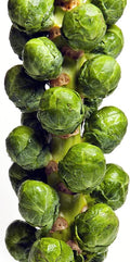 500 Brussel Sprout Seeds for Planting – Catskill (Heirloom, Non-GMO) – USA Grown Vegetable Seeds