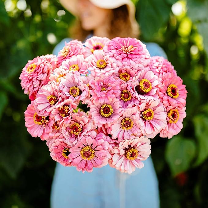 Eden Brothers Zinnia Seeds - Illumination, Non-GMO Seeds for Planting, 1 oz | Low-Maintenance Flower Seeds, Plant During Spring, Zones 3, 4, 5, 6, 7, 8, 9, 10