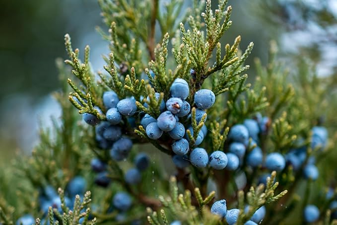 Juniper Berries - 16Oz (Real Wild Harvest) | 100% USDA Certified Organic | Bulk Juniper Berry (juniperus communis fructus) | Herbal Infusion| Cooking Meat | Seasoning Beef, Pork, Turkey Brine, Soups, Syrups and Tea | Wildcrafted in Albania