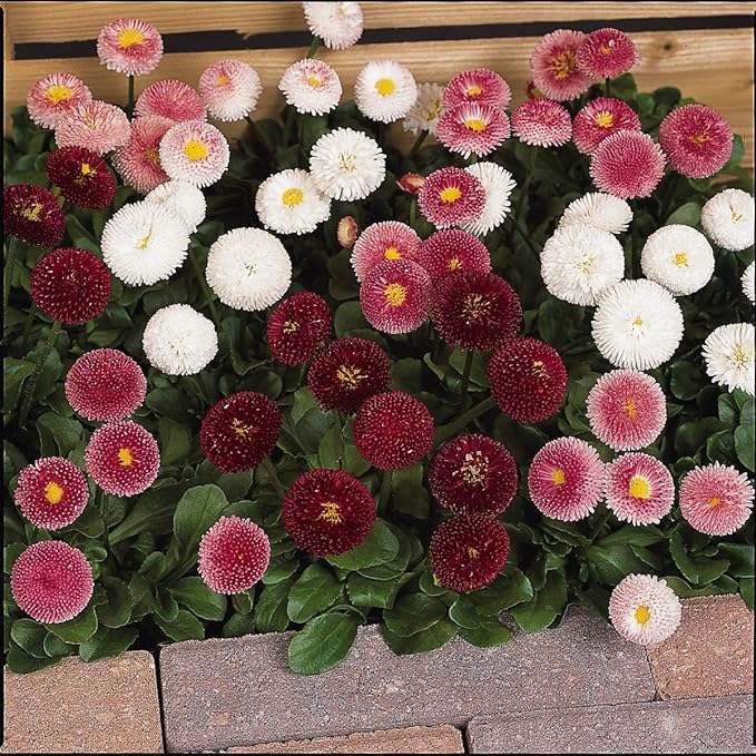 Outsidepride Mix Bellis English Daisy Seeds for Planting - 10000 Pcs Biennial, Self-Seeding, Compact Flower Seeds with Button-Like Blooms, Ideal for Container Arrangements, Beds & Garden Borders