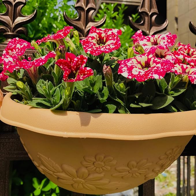 Night Sky Petunia Seeds for Planting, 500pcs Dwarf Wave Petunia Flowers Plant Seeds, Non-GMO Heirloom Annual Beauty Home Garden Flowers in Outdoors Indoor