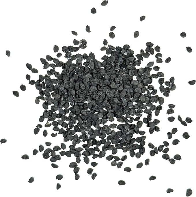 Seed Needs Onion Seeds for Planting Red Burgundy Short Day Onions - Non-GMO Heirloom & Untreated Vegetable Seeds to Plant an Outdoor Home Grown Veggie Garden