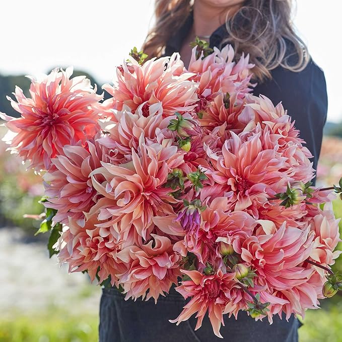 Eden Brothers Dahlia Bulbs (Decorative) - Labyrinth, Non-GMO Bulbs for Planting, 4 Bulbs | Low-Maintenance Flower Bulbs, Plant During Spring, Zones 8, 9, 10, 11