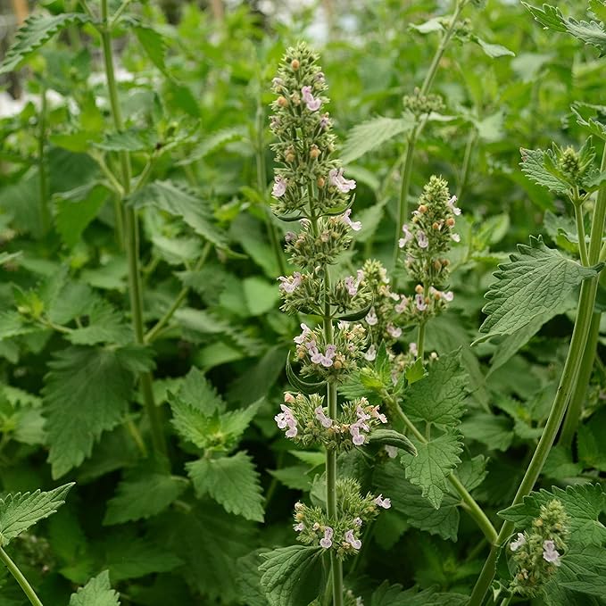 Catnip - 250 Seeds - Heirloom & Open-Pollinated Variety, Non-GMO Herb Seeds for Planting Indoors or Outdoors in Containers/Aerogarden/Home Garden, Thresh Seed Company