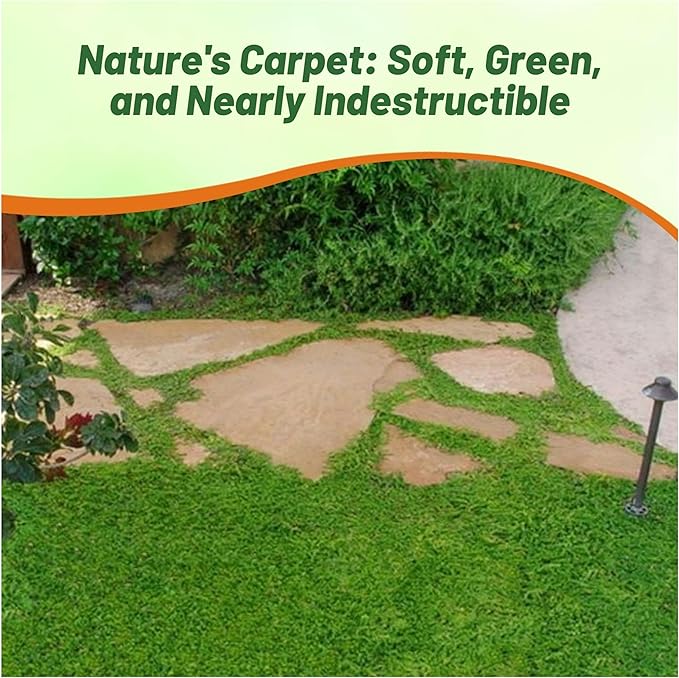 Outsidepride Green Carpet Herniaria Glabra Seeds - 10,000 Pcs Perennial, Drought-Tolerant, Low-Maintenance Ground Cover Seeds for Planting, Hardy Green Carpet for Landscaping & Erosion Control