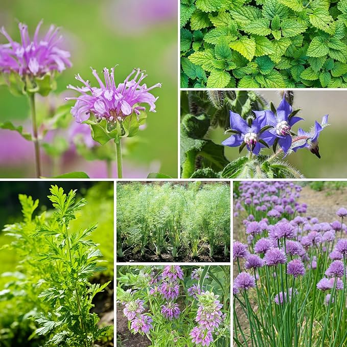 Groundio 15 Herb Seeds Variety Pack | 5,500+ Non-GMO Heirloom Seeds for Planting Indoor & Outdoor | Culinary Herb Collection | Grow Your Own Herb Garden | Gardening Gift