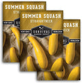 Survival Garden Seeds - Straightneck Summer Squash Seed for Planting - 3 Packets with Instructions to Plant and Grow Yellow Squash in Your Home Vegetable Garden - Non-GMO Heirloom Variety