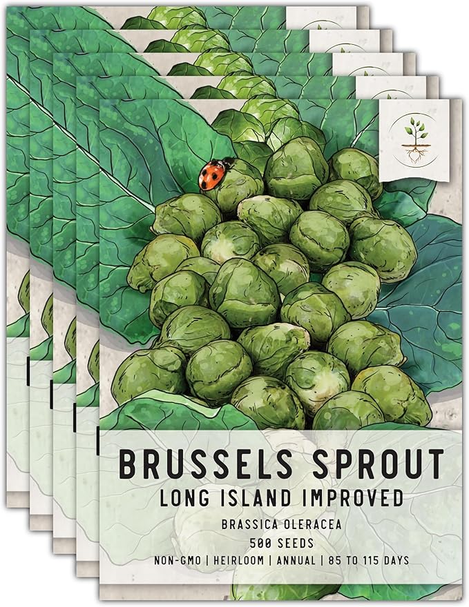 Seed Needs, Long Island Improved Brussels Sprout Seeds - 500 Heirloom Seeds for Planting Brassica oleracea - Non-GMO & Untreated for an Outdoor Garden (5 Packs)
