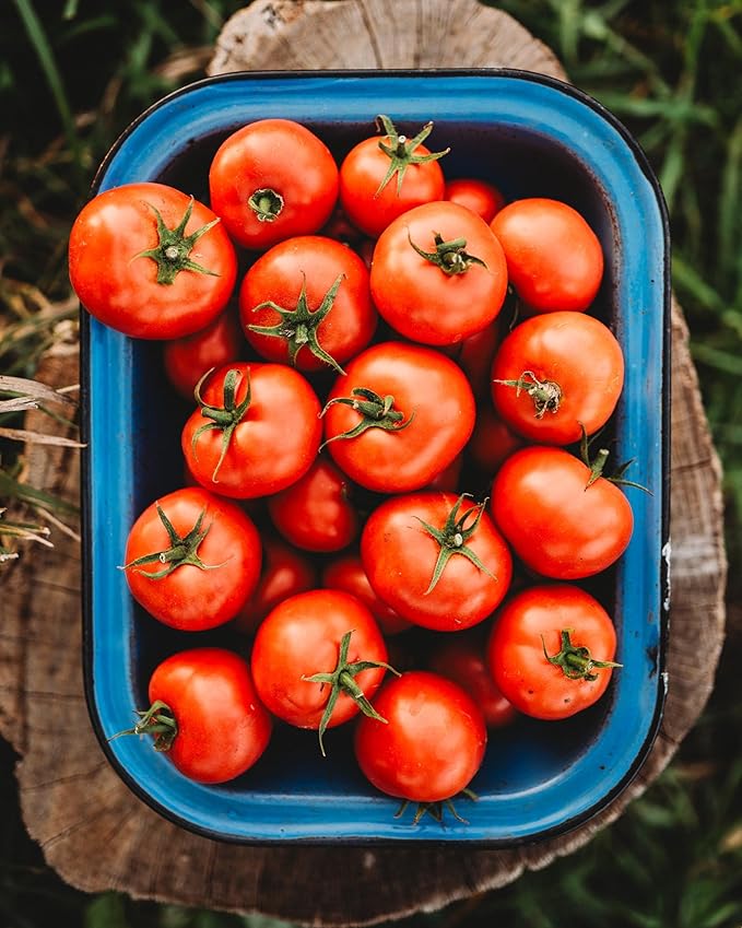 Oregon Spring Tomato - 50 Seeds - Rare Heirloom Tomato, Parthenocarpic Tomato Variety, Great for Greenhouses, Non-GMO, Heirloom Tomato Seeds for Planting in The Home Garden, Thresh Seed Company