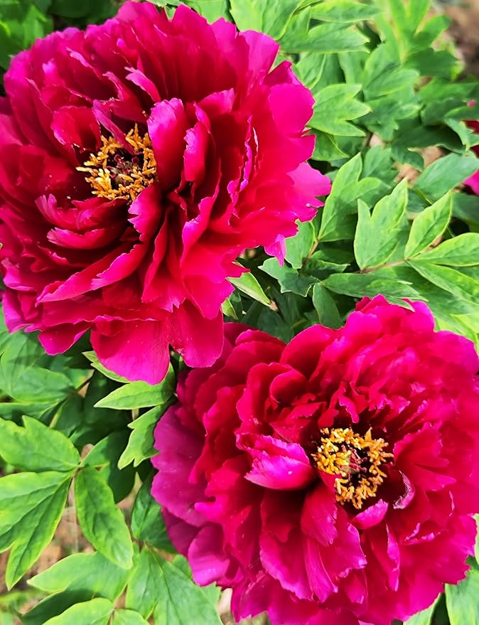 Mixed Colors Peony Flower Seeds Double Garden Plant Flower Bloom Rare Exotic Beautiful Perennial Bonsai Plant Garden 20pcs