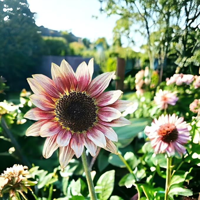 50pcs Rare Strawberry Pink Sunflower Seeds - Non-GMO, Heirloom Variety for Garden - Easy to Grow with Vibrant Pink Blooms