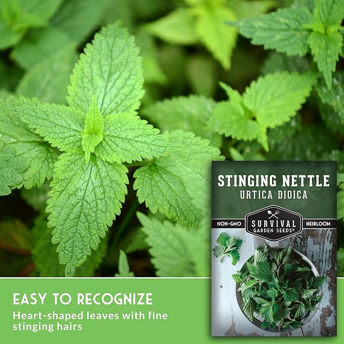 Stinging Nettle Seeds for Planting - Urtica Dioica Medicinal Herb & Edible Perennial - Common Nettle for Tea, Cooking & Wellness - Heirloom Non-GMO - Survival Garden Seeds (1 Pack)