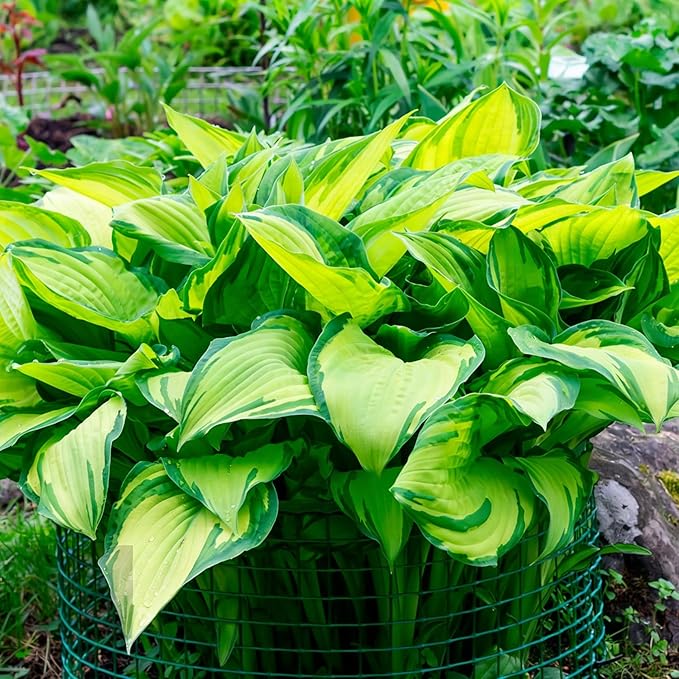 Hosta Seeds for Planting, 290+pcs Perennial Rare Hosta Flower Seeds, Non-GMO Heirloom Long Blooming Plants Shaded Entry Pathway Flowers Beauty Home Garden for Outdoors