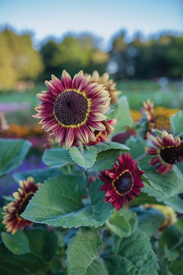 Burpee Crimson Blaze Sunflower Seeds 30 seeds